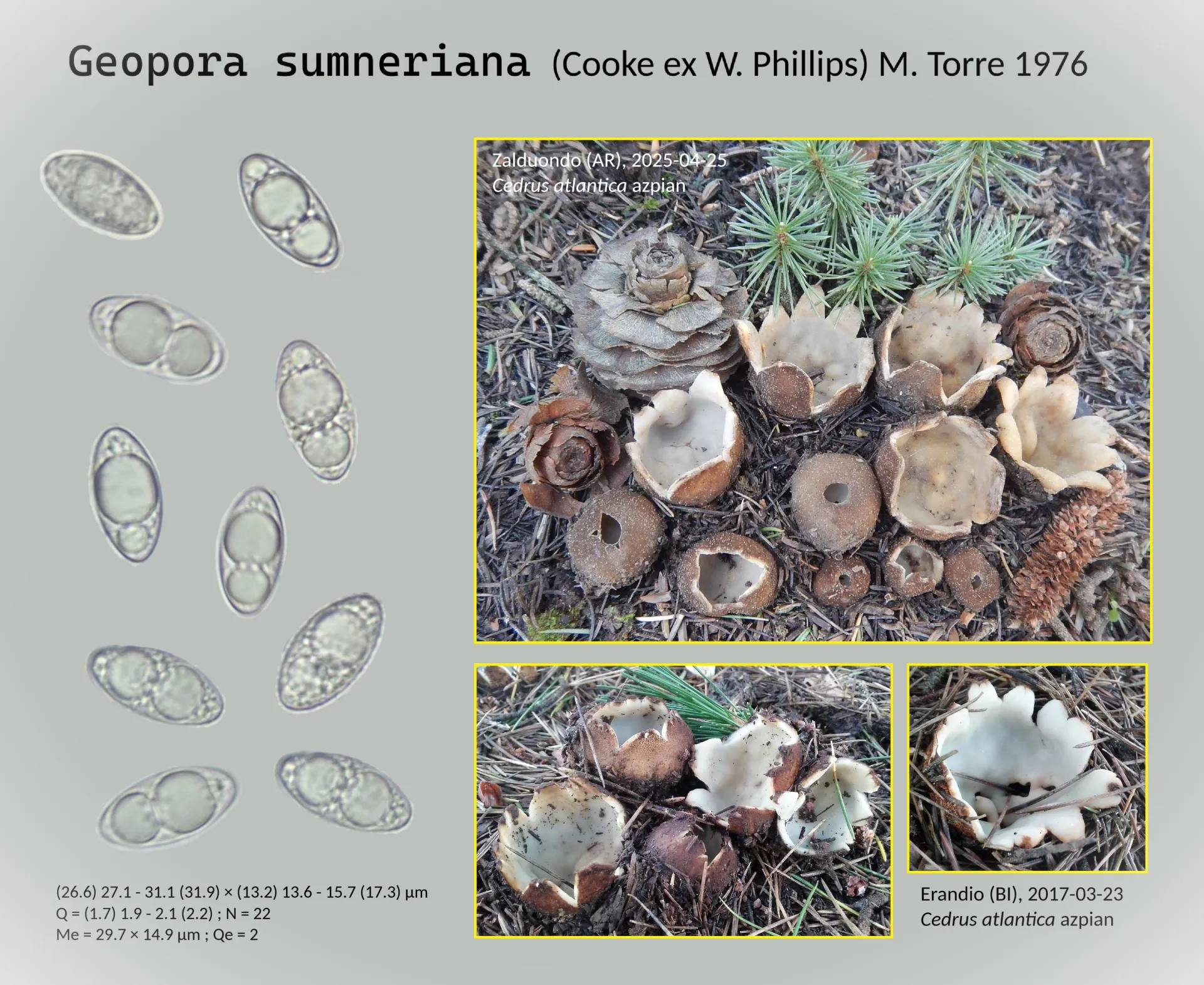 Microscopía de Geopora sumneriana